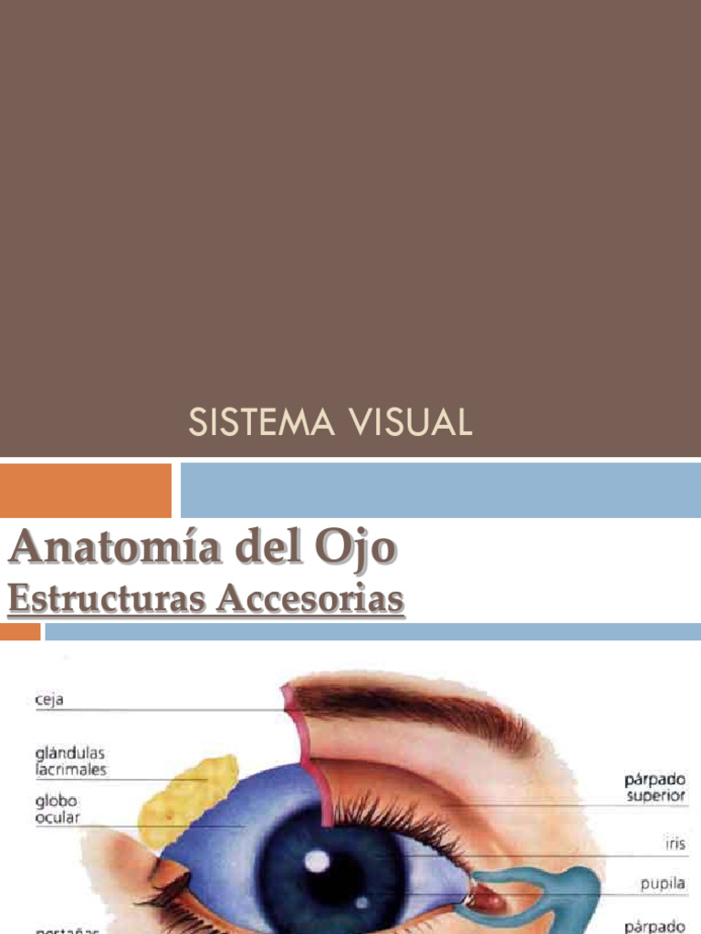 Sistema Visual Descargar Gratis Pdf Ojo Humano Percepción Visual