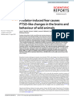 Predator-Induced Fear Causes Ptsd-Like Changes in The Brains and Behaviour of Wild Animals
