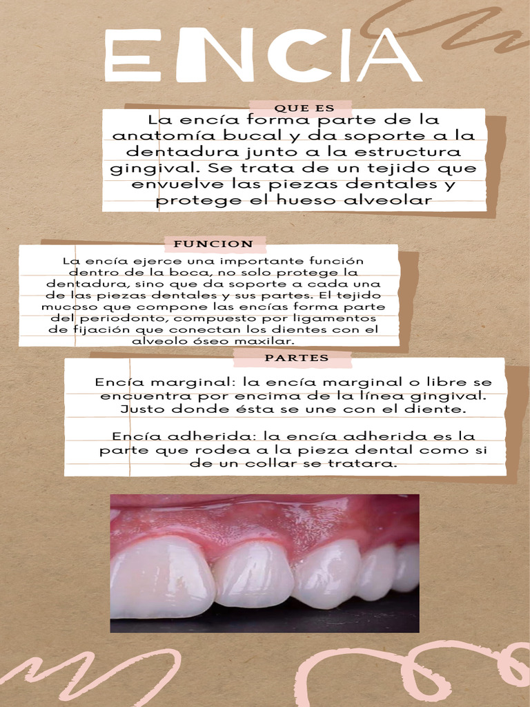 Funciones y partes de la encía | PDF