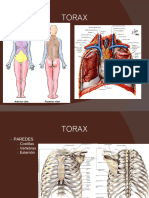 TORAX - PPTX 20240311 213030 0000