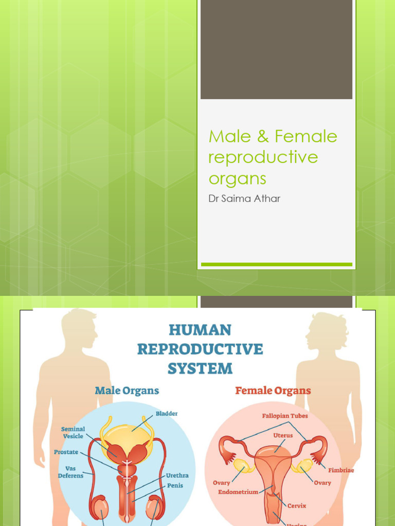Male & Female Reproductive Organs | PDF