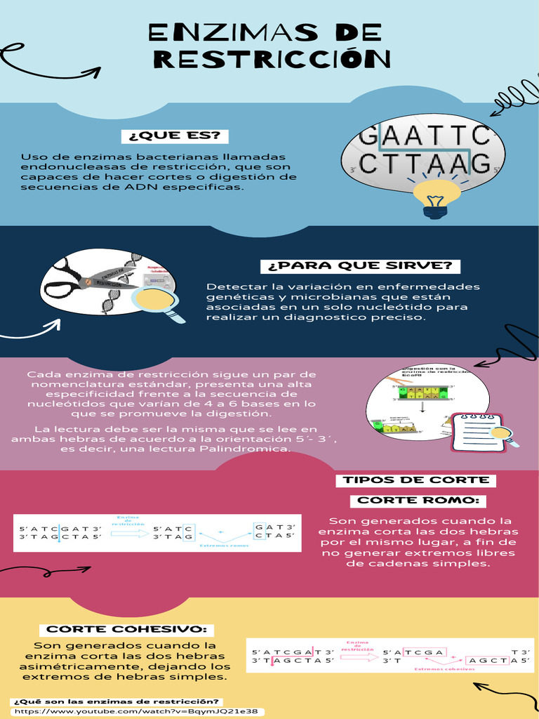 Tipos de cortes en enzimas de restricción | PDF