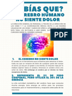 Cerebro Humano