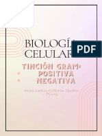 Dacs-Tinción Gram (+) (-)