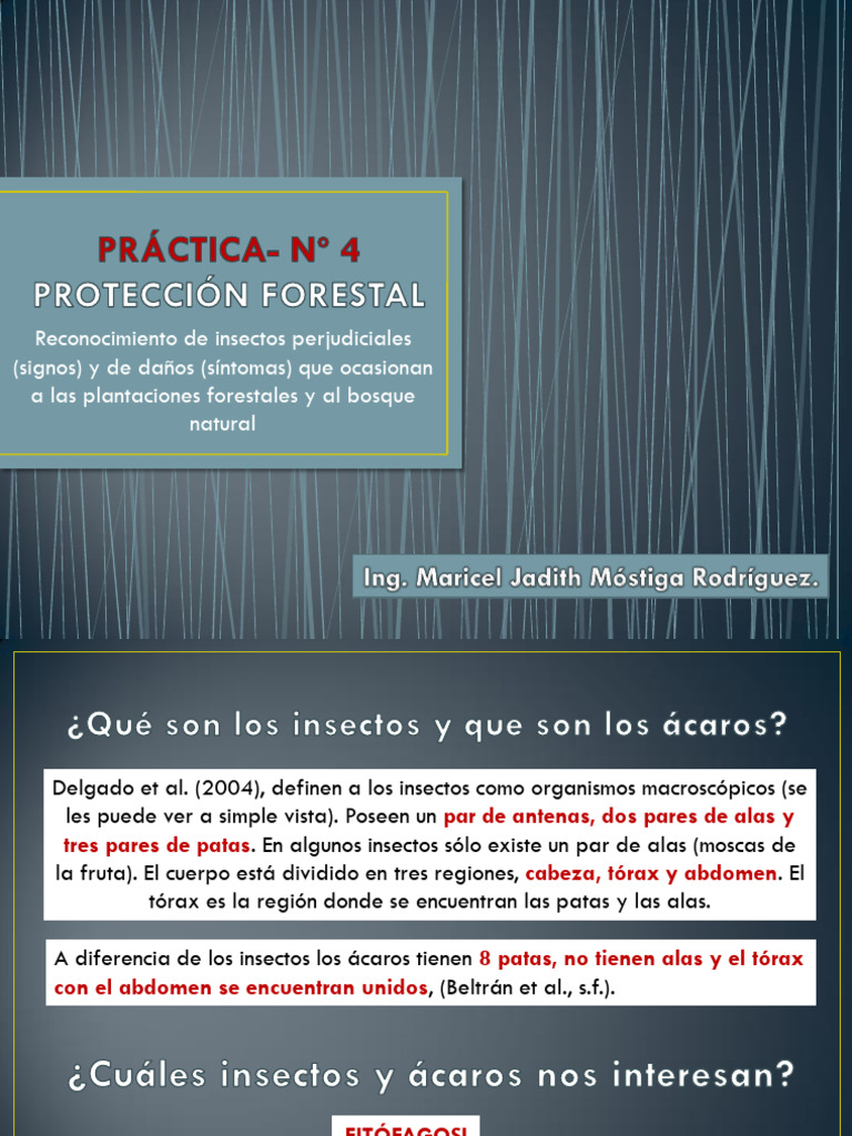 Reconocimiento de Insectos Forestales | PDF | Insectos | Entorno natural
