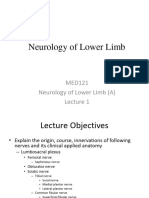 Week 4, Lecture 1 Neurology of Lower Limb