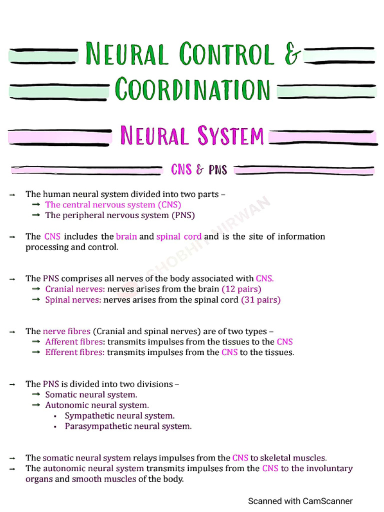 Neural Control and Coordination | PDF