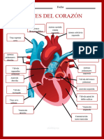 Esquema Del Corazon