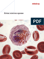 Blood Cells Atlas Ru