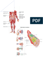 Skeletal Muscle Fiber