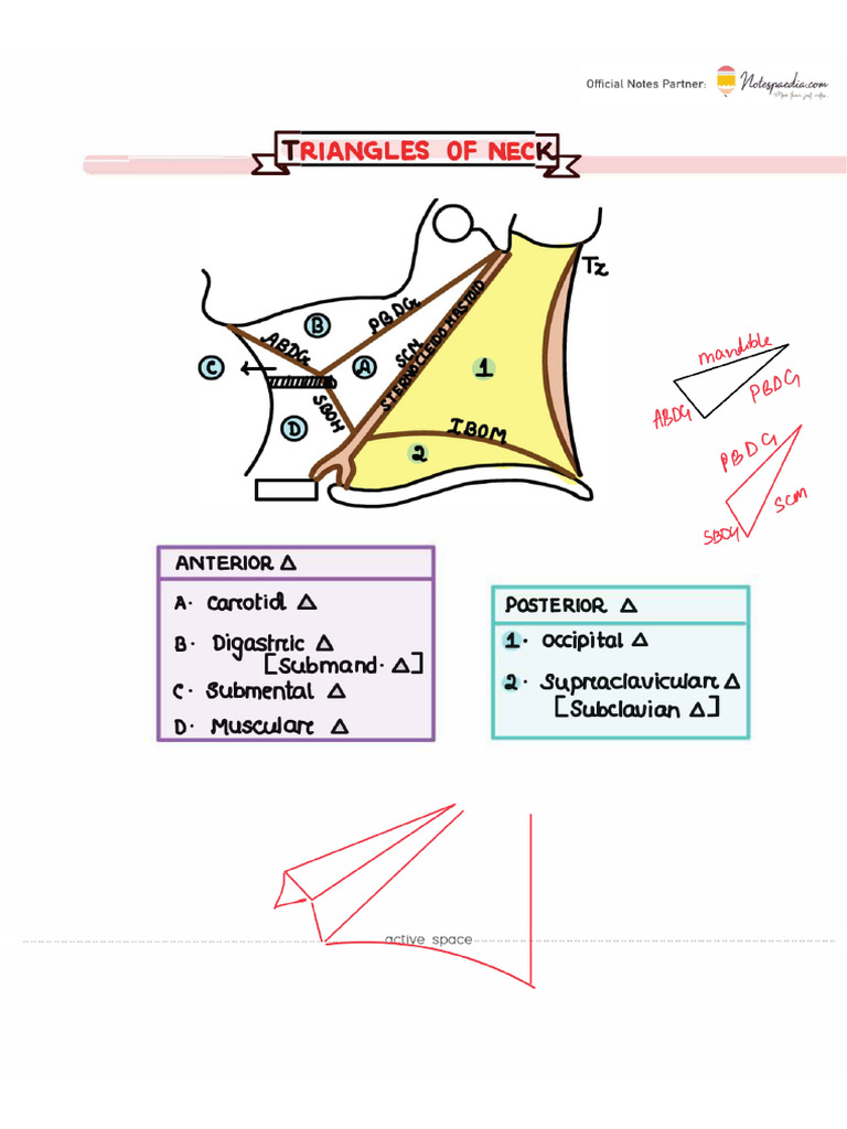 Triangles of Neck | PDF