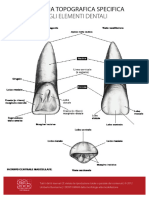 Anatomia Topografica Specifica Degli Elementi Dentali