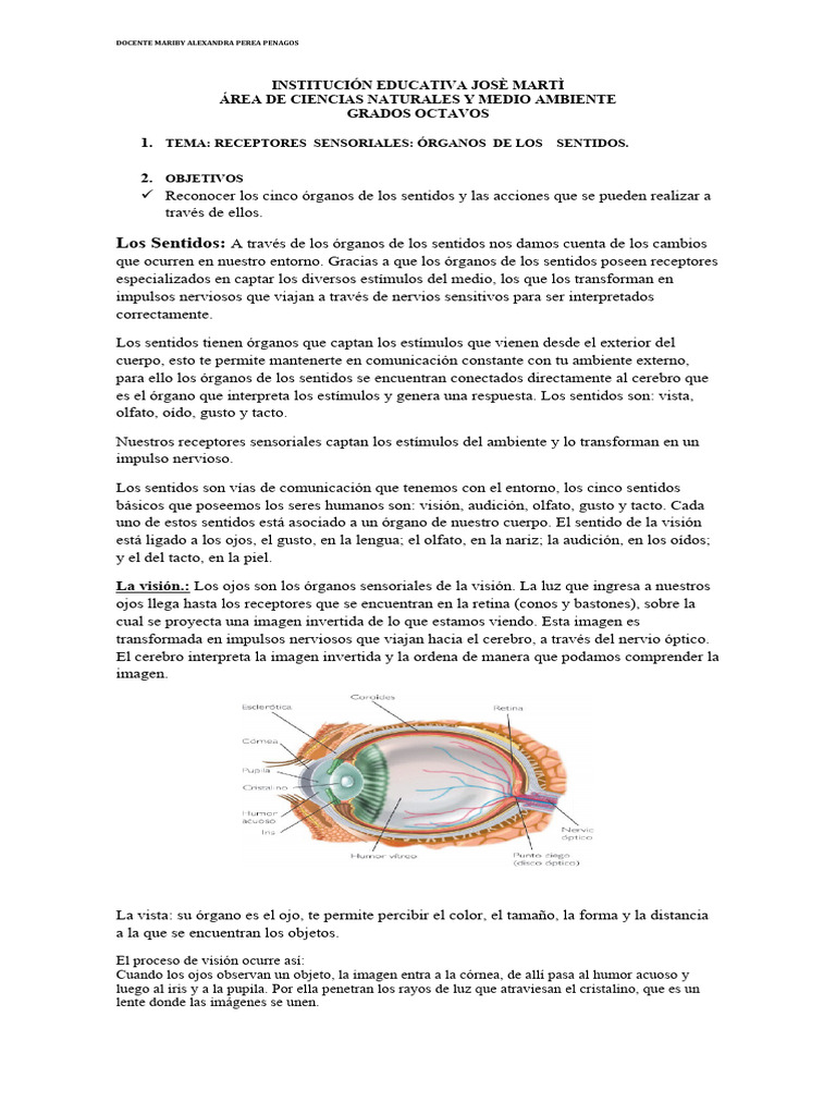 4 Per Organos De Los Sentidos Pdf Sentidos Gusto