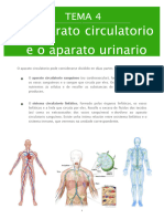 Tema 4. Circulatorio e Urinario