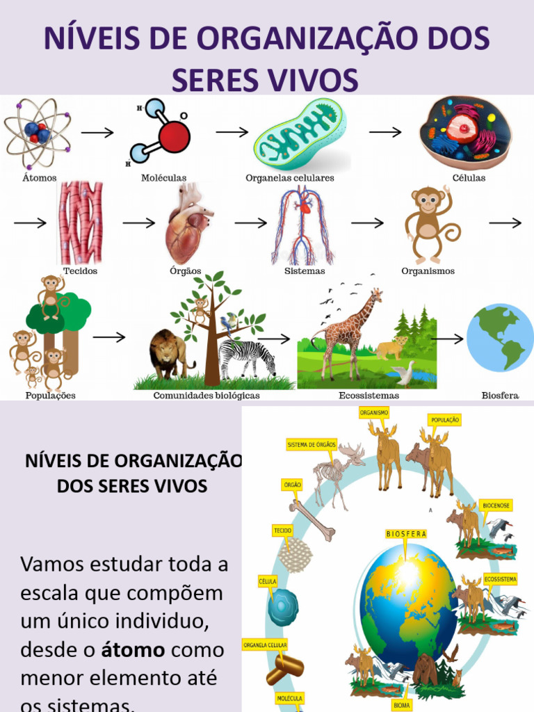 Níveis de Organização dos Seres Vivos | PDF | Célula (Biologia) | Corpo ...