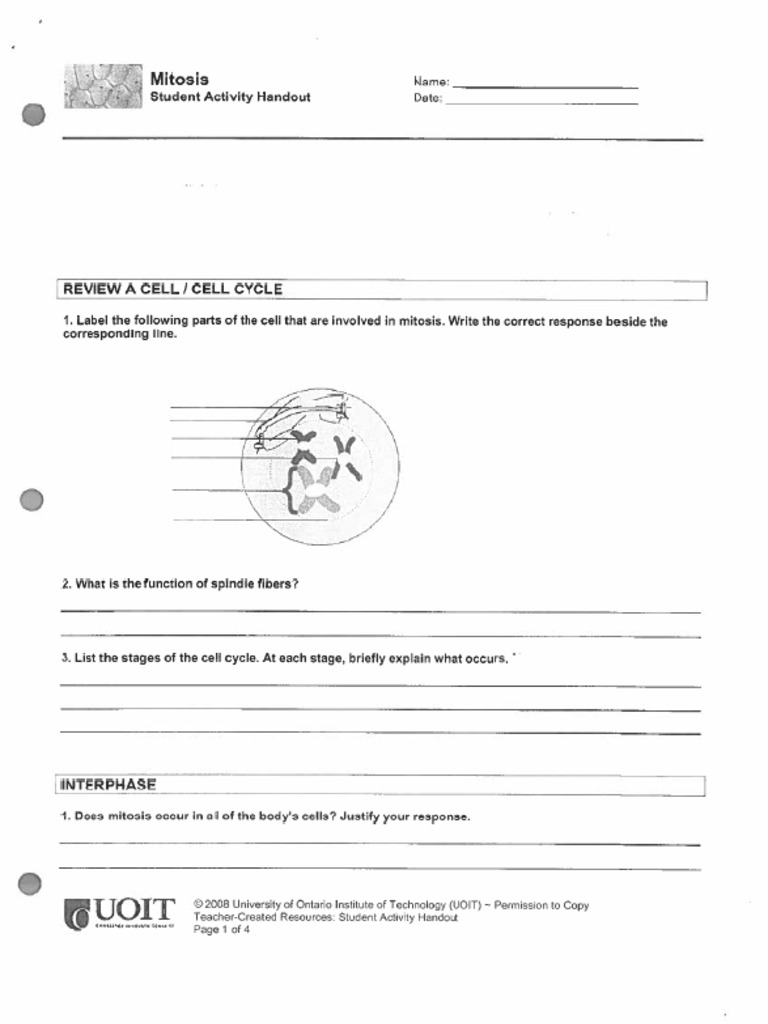Mitosis Review Worksheet PDF Mitosis Genetics