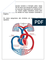 O Sistema Cardiovascular