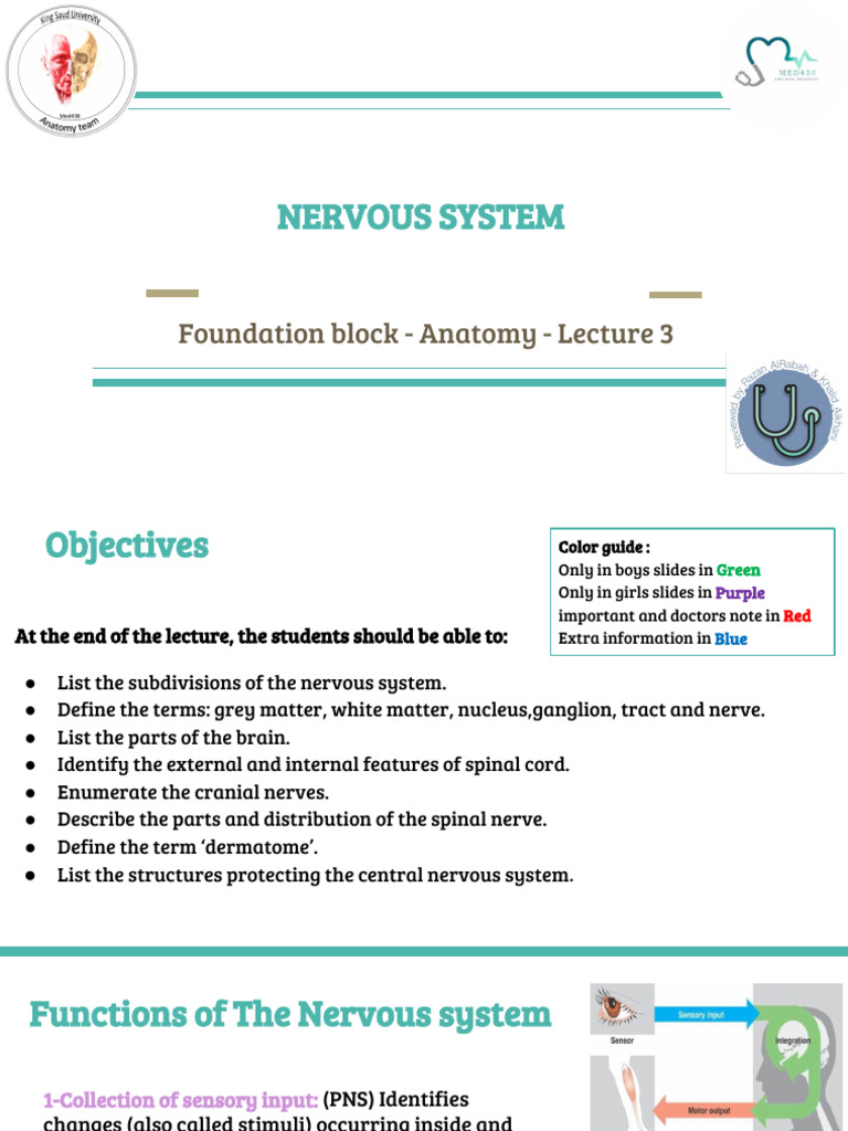 Lecture 3 Nervous System Pdf Central Nervous System Nervous System