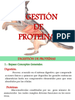 Digestion Proteinas15 16
