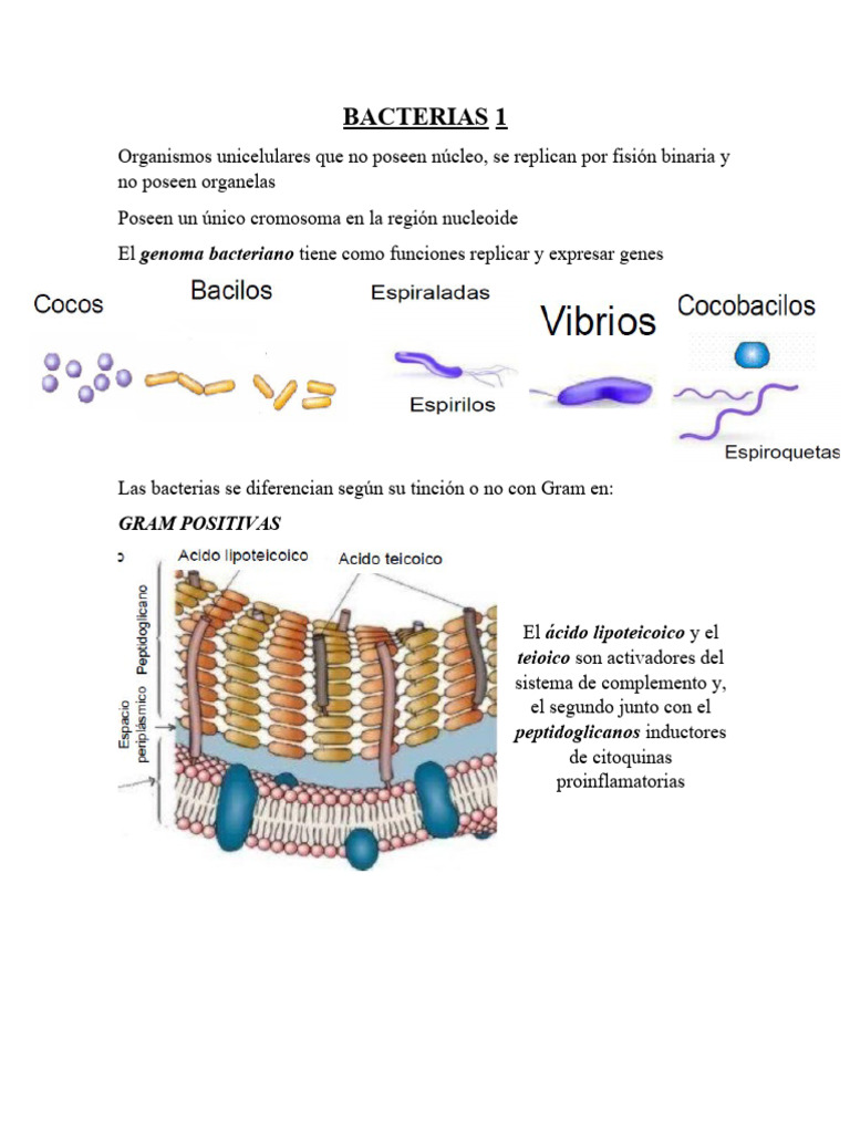 Bacterias 1 | PDF | Las bacterias | Bacterias Gram Positivas