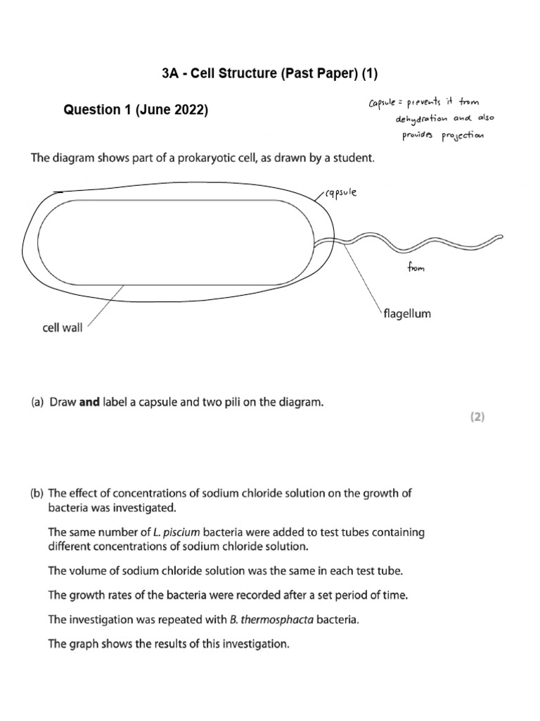 3A Cell Structure (Past Paper) - 1 | PDF | Endoplasmic Reticulum | Cell ...