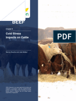 Theory-Cold Stress in Beef Cattle