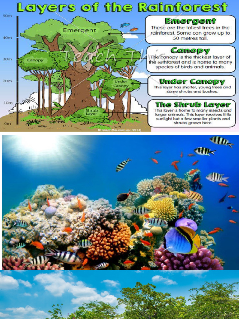 Tropical Rainforest | PDF