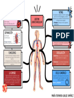 SistemaCardiovsacular 1