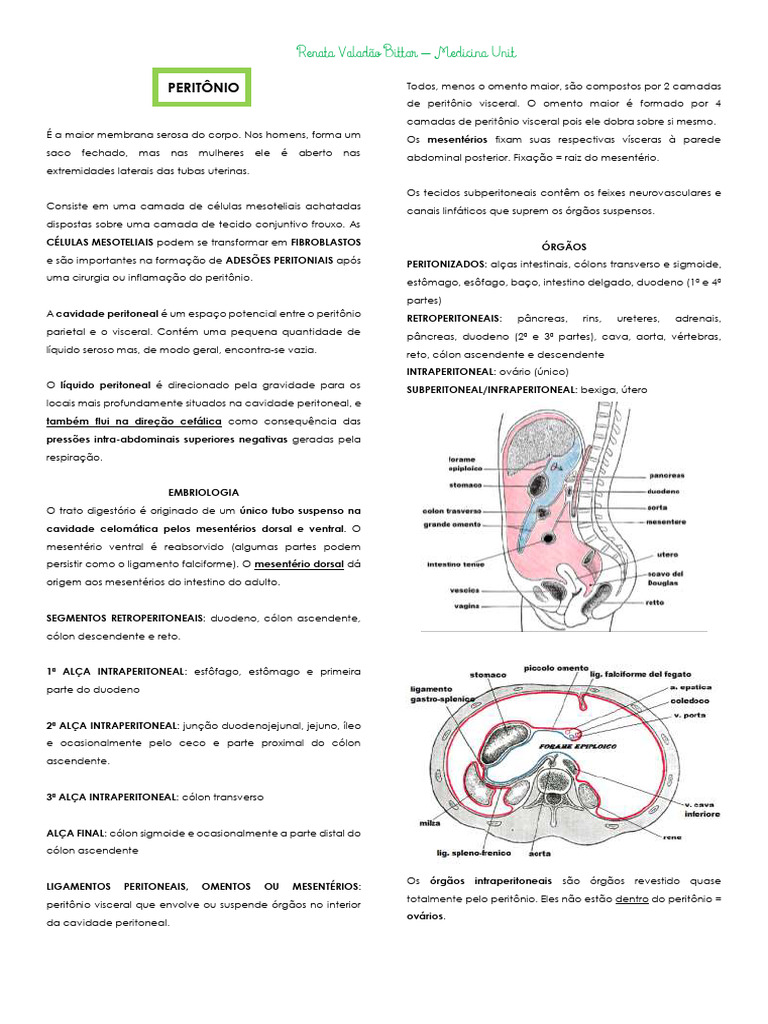 Anatomia do Peritônio e Seus Órgãos | PDF | Intestino delgado | Peritônio
