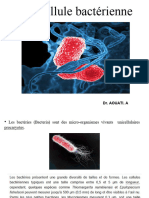 03 - La Cellule Procaryote