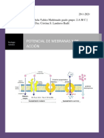 Potencial de Membrana y de Accion