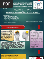 Asimetria Hemisferios, Lóbulo Parietal