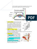 CONJUNTIVA