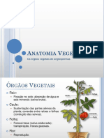 Anatomia Vegetal