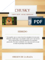 CHUSKY Presentacion-1