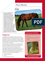 XLVets Equine Rebranded 013 Arthritis Factsheet 0