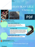 Pembenihan Ikan Lele 7 Oktober 2023