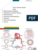 2024 - Blood Vessels