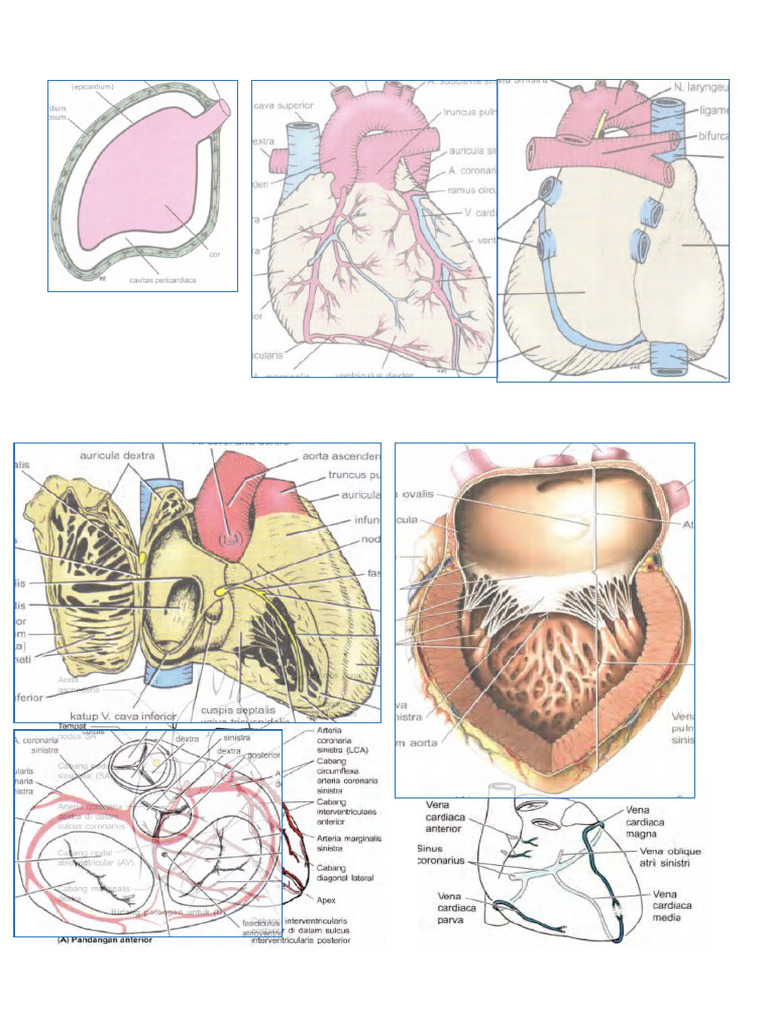 Cardiac Pdf