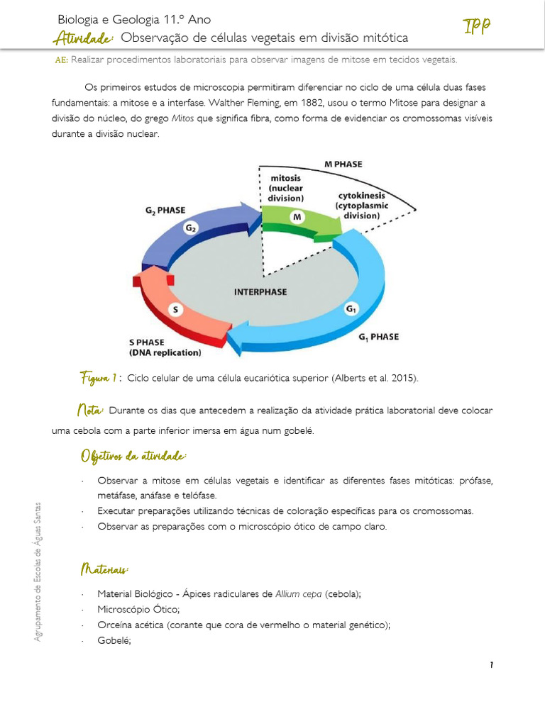 Atividade - Observação de Células em Divisão Mitótica | PDF | Mitose ...