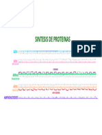 Sintesis de Proteinas