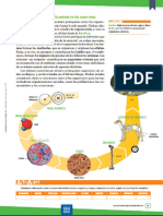 Activados Biología 4-Niveles de Organización