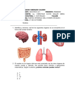 Taller de Sistema Digestivo