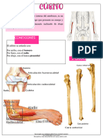 Cubito Anatomia 332289 Downloadable 2469724178