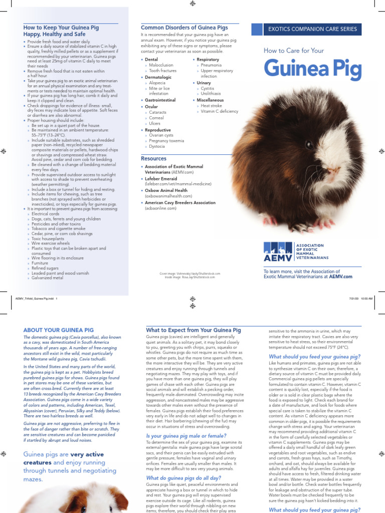 Aemv Trifold Guinea Pig Pres | PDF | Guinea Pig | Vitamin C
