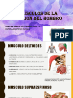 Musculos de La Region Del Hombro