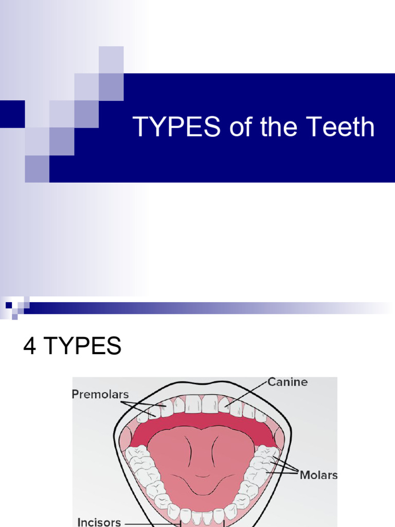Overview of Tooth Types and Anatomy | PDF | Home & Garden