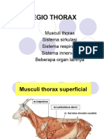 Thorax Viscera