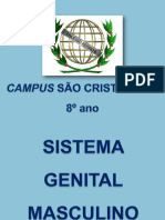 Sistema Genital Masculino