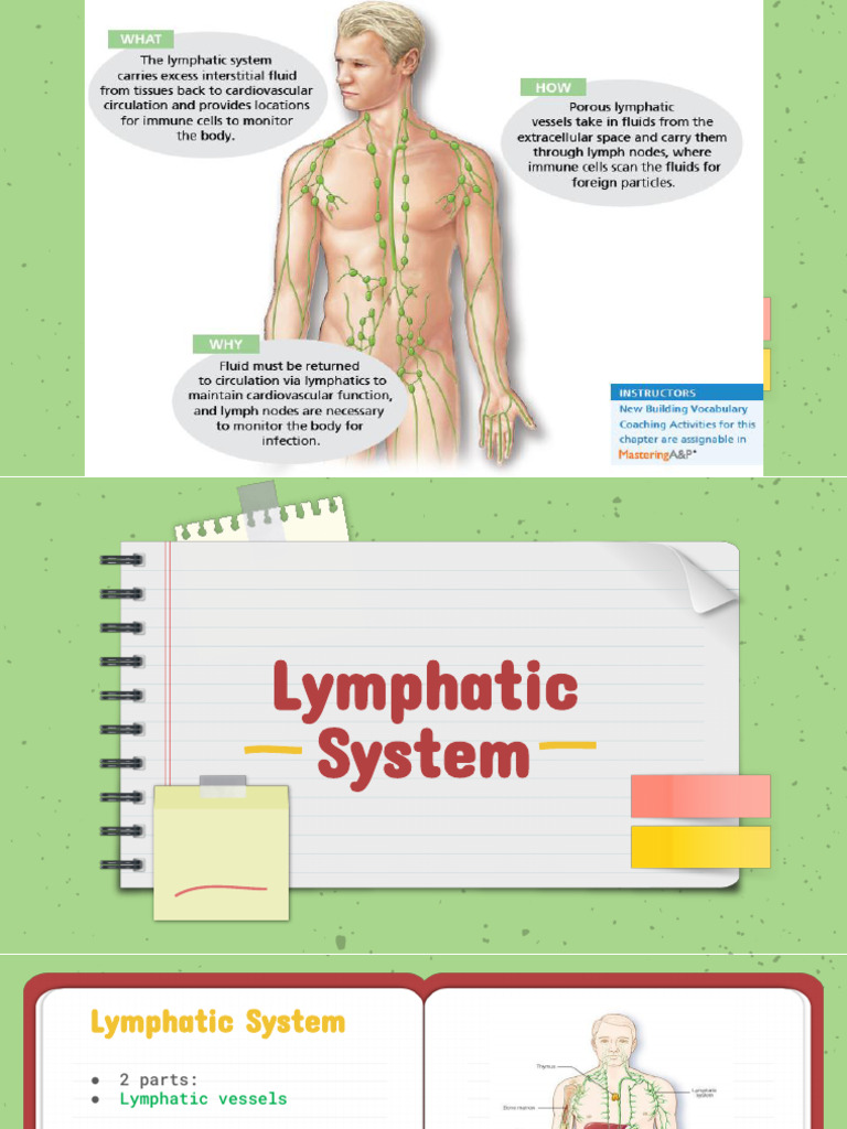 Overview of the Lymphatic System | PDF | Lymph Node | Lymph